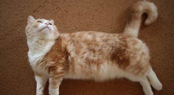 グロッキーな私を温かく見守るマンチカン達