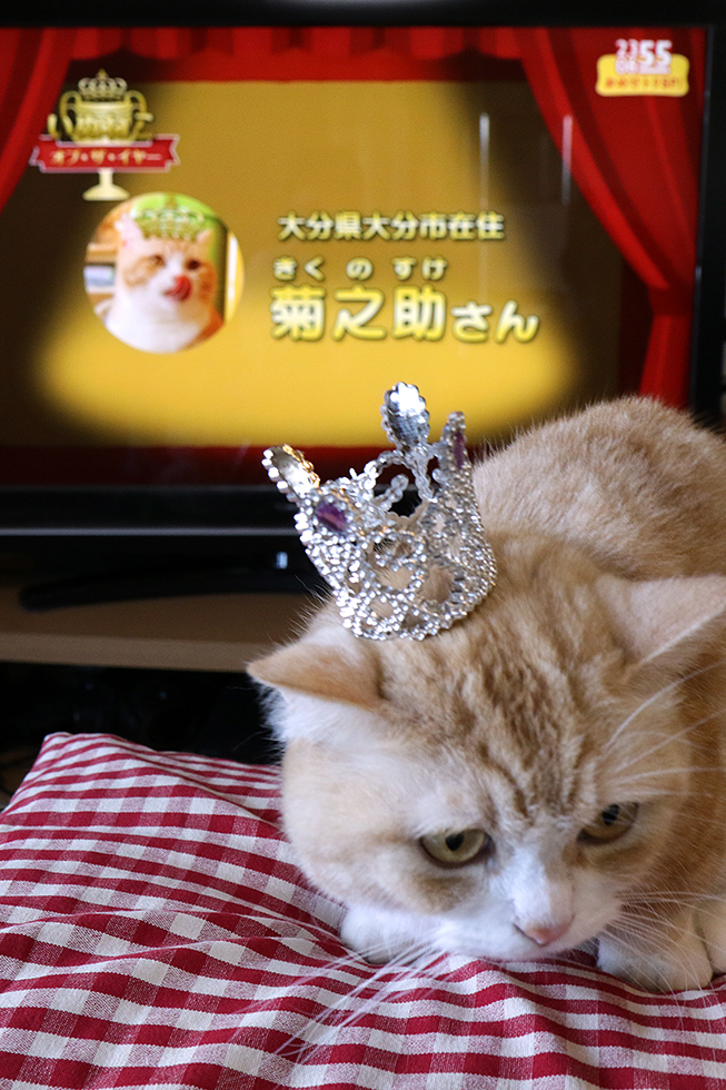 「いぬねこ・オブ・ザ・イヤー」受賞画面をバックに王冠でポーズの菊之助