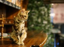 湯布院『チェシャ猫の森』ベンガル専門の猫カフェで躍動感を堪能