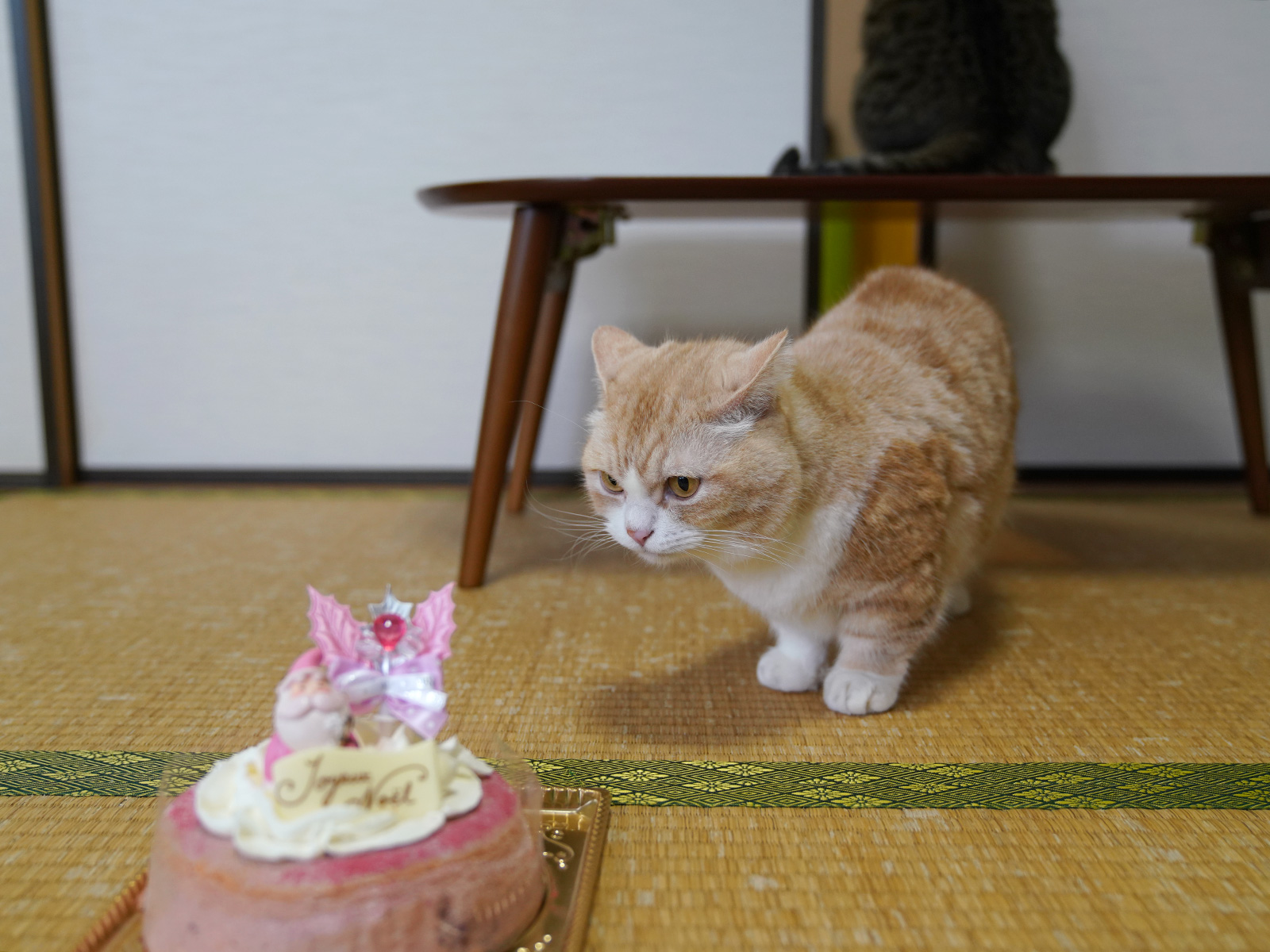 今日12月25日は菊之助、5歳の誕生日