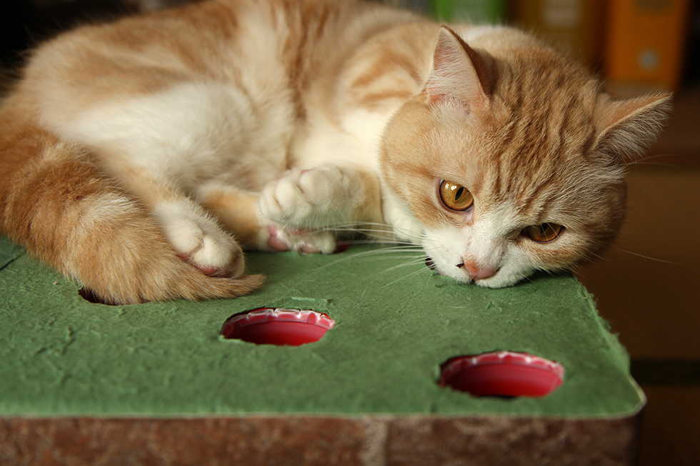 力丸退くとマンチカン菊之助も参戦