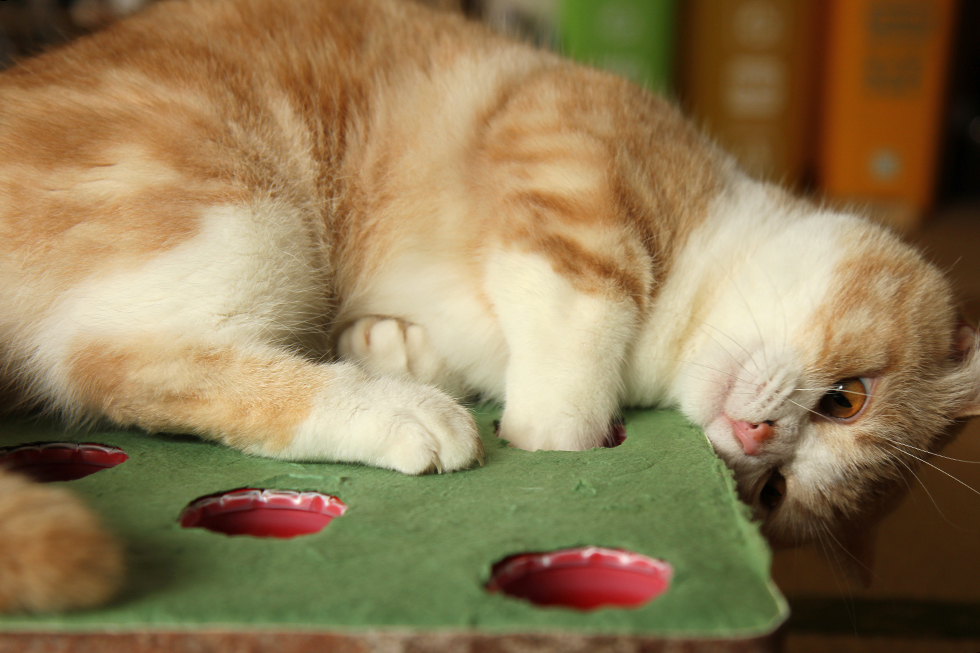 菊之助、穴に手を突っ込み怒涛の猫パンチ